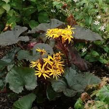 Attēlu rezultāti vaicājumam “Ligularia sibirica leaf”