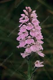 Attēlu rezultāti vaicājumam “Dactylorhiza maculata bud”