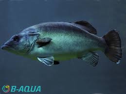 Image result for Polyprion americanus