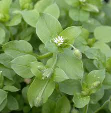 Attēlu rezultāti vaicājumam “Stellaria media bud”