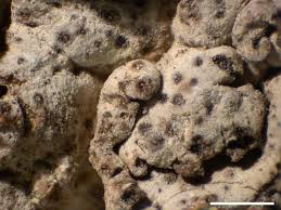 Attēlu rezultāti vaicājumam “Dermatocarpon miniatum”