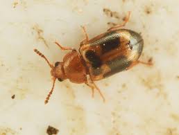 Attēlu rezultāti vaicājumam “Tetratoma ancora”