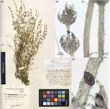 Attēlu rezultāti vaicājumam “Chara rudis”