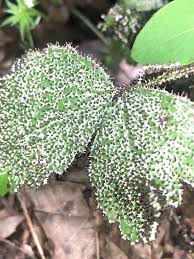 Attēlu rezultāti vaicājumam “Diachea leucopodia spores”