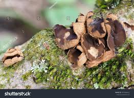 Attēlu rezultāti vaicājumam “Encoelia furfuracea”