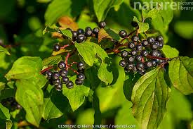 Attēlu rezultāti vaicājumam “Cornus sanguinea fruit”