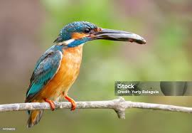 Attēlu rezultāti vaicājumam “Alcedo atthis nest”