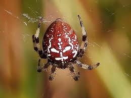 Attēlu rezultāti vaicājumam “Araneus quadratus”