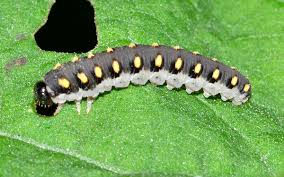 Attēlu rezultāti vaicājumam “Tenthredo mandibularis larva”