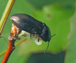 Attēlu rezultāti vaicājumam “Ctenicera pectinicornis”