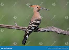 Attēlu rezultāti vaicājumam “Upupa epops adult”