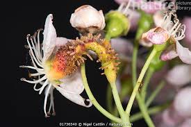 Attēlu rezultāti vaicājumam “Gymnosporangium sp.”