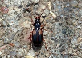 Attēlu rezultāti vaicājumam “Acupalpus flavicollis”