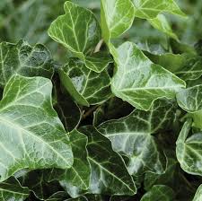 Attēlu rezultāti vaicājumam “Hedera helix  leaf”