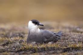 Attēlu rezultāti vaicājumam “Stercorarius parasiticus adult”
