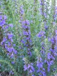 Image result for Hyssopus officinalis