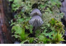 Attēlu rezultāti vaicājumam “Mycena pseudocorticola”