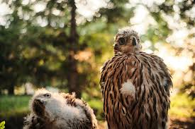 Attēlu rezultāti vaicājumam “Accipiter gentilis nest”