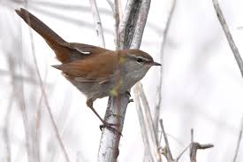 Image result for Cettia cetti