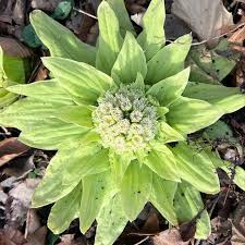 Attēlu rezultāti vaicājumam “Petasites hybridus leaf”