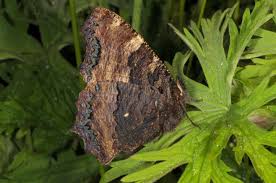 Attēlu rezultāti vaicājumam “Nymphalis xanthomelas larva”