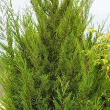 Attēlu rezultāti vaicājumam “Thuja plicata”