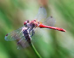 Attēlu rezultāti vaicājumam “Sympetrum sanguineum male”
