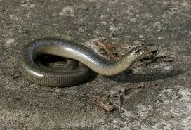 Attēlu rezultāti vaicājumam “Anguis fragilis adult”