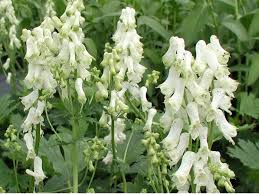 Attēlu rezultāti vaicājumam “Aconitum napellus flower”