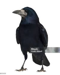 Attēlu rezultāti vaicājumam “Corvus frugilegus”