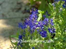 Attēlu rezultāti vaicājumam “Veronica austriaca subsp. teucrium”
