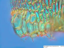 Attēlu rezultāti vaicājumam “Scorpidium scorpioides”