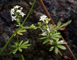 Attēlu rezultāti vaicājumam “Galium palustre leaf”