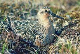 Attēlu rezultāti vaicājumam “Calidris canutus”