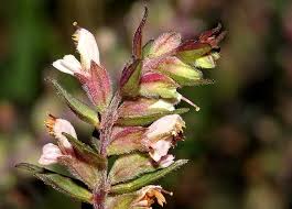 Attēlu rezultāti vaicājumam “Odontites vulgaris”