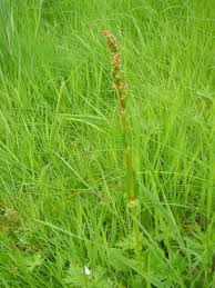 Attēlu rezultāti vaicājumam “Rumex acetosa bud”