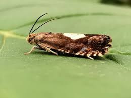 Attēlu rezultāti vaicājumam “Pammene rhediella”