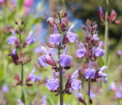 Image result for Salvie