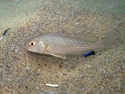 Image result for Umbrina cirrosa