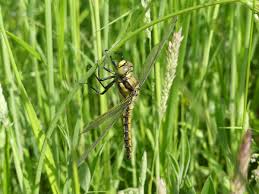 Attēlu rezultāti vaicājumam “Orthetrum cancellatum male”