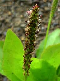 Attēlu rezultāti vaicājumam “Plantago major leaf”