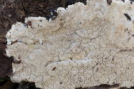 Attēlu rezultāti vaicājumam “Cystostereum murrayi”