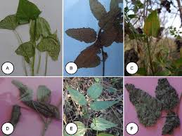 Attēlu rezultāti vaicājumam “Puccinia agrostidis”