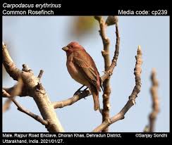 Attēlu rezultāti vaicājumam “Carpodacus erythrinus”
