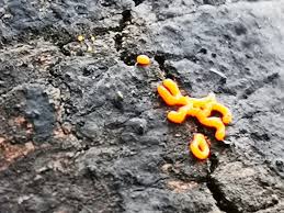 Attēlu rezultāti vaicājumam “Hemitrichia sordivesiculosa macro”