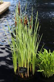 Attēlu rezultāti vaicājumam “Typha latifolia fruit”