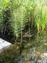 Attēlu rezultāti vaicājumam “Equisetum telmateia”
