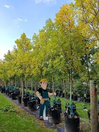 Attēlu rezultāti vaicājumam “Fraxinus excelsior”