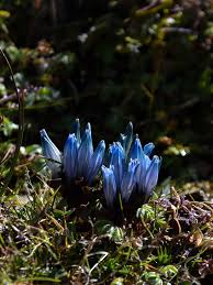 Attēlu rezultāti vaicājumam “Gentiana pneumonanthe flower”