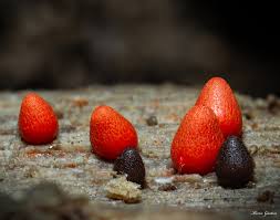 Attēlu rezultāti vaicājumam “Lycogala cf. fossiculatum young”